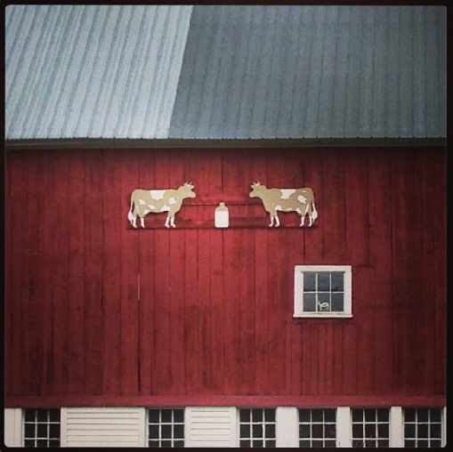 Cow & Barn Maine